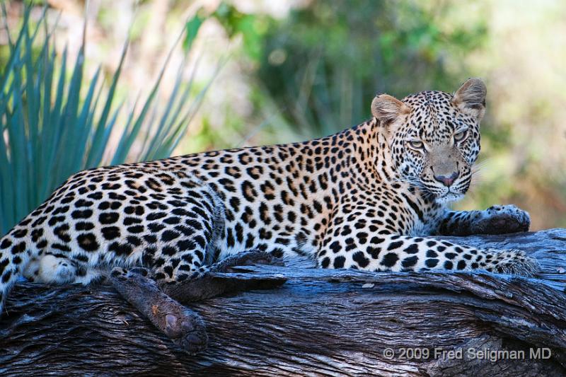 20090615_095701 D300 (1) X1.jpg - Leopard in Okavanga Delta, Botswana